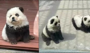 Chinese zoo exposed for dying dogs as ‘pandas’